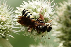 Myzinum quinquecinctum