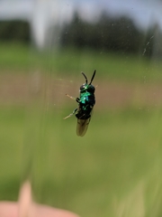 Euperilampus triangularis