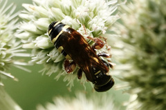 Myzinum quinquecinctum