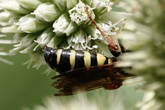 Myzinum quinquecinctum