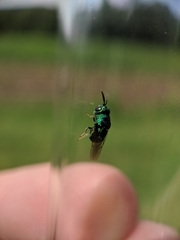 Euperilampus triangularis