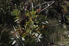 Protea witches broom phytoplasma