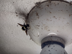 Bombus medius