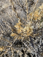 Tetradymia