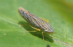 Graphocephala pulchra