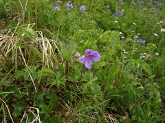 Geranium erianthum