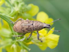 Epicaerus texanus