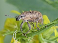 Epicaerus texanus