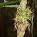 Oberonia titania - Photo (c) Elaine Ridd,  זכויות יוצרים חלקיות (CC BY-NC), הועלה על ידי Elaine Ridd