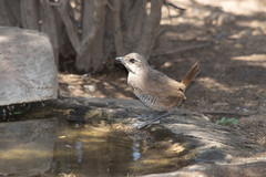 Pteroptochos megapodius