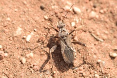Tollius curtulus
