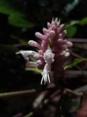 Achyrospermum fruticosum