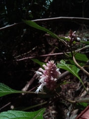 Achyrospermum fruticosum