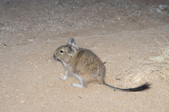 Octodon degus