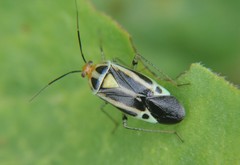 Poecilocapsus nigriger