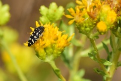Acmaeodera bacchariphaga