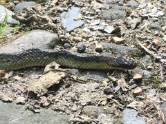 Erythrolamprus epinephalus albiventris