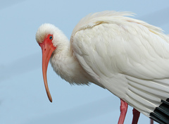 American White Ibis photo 5