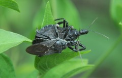 Apiomerus longispinis