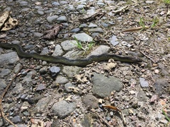Erythrolamprus epinephalus albiventris