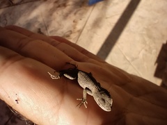 Sceloporus occidentalis longipes