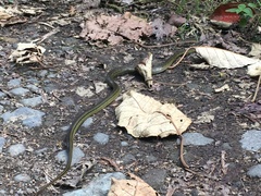 Erythrolamprus epinephalus albiventris