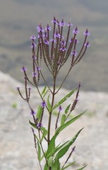 Verbena hastata