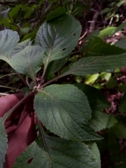 Achyrospermum fruticosum