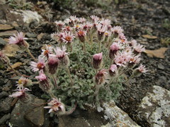 Erigeron denalii