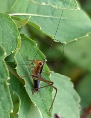 Conocephalus attenuatus