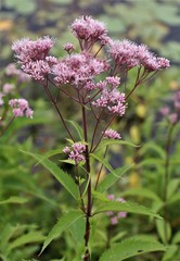 Eutrochium maculatum