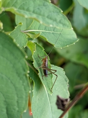 Conocephalus attenuatus