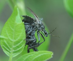 Apiomerus longispinis