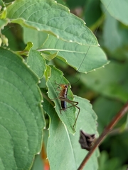 Conocephalus attenuatus