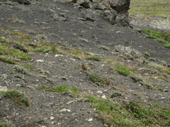 Leucosticte tephrocotis littoralis