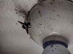 Bombus medius