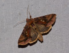 Autographa bimaculata
