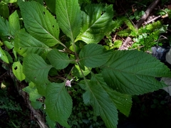 Achyrospermum fruticosum