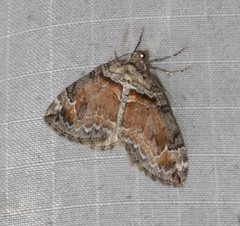 Dysstroma hersiliata