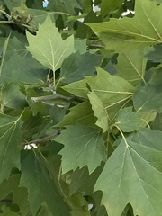 Platanus × hispanica
