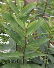 Asclepias syriaca