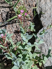 Epilobium glaberrimum
