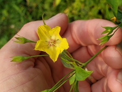 Lysimachia quadriflora