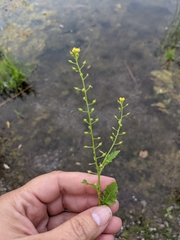 Rorippa hispida