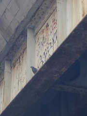 Columba livia