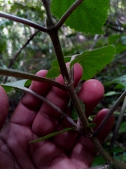 Achyrospermum fruticosum