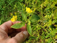 Lysimachia quadriflora