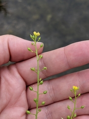 Rorippa hispida