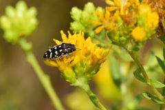 Acmaeodera bacchariphaga