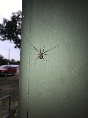 Mitopus